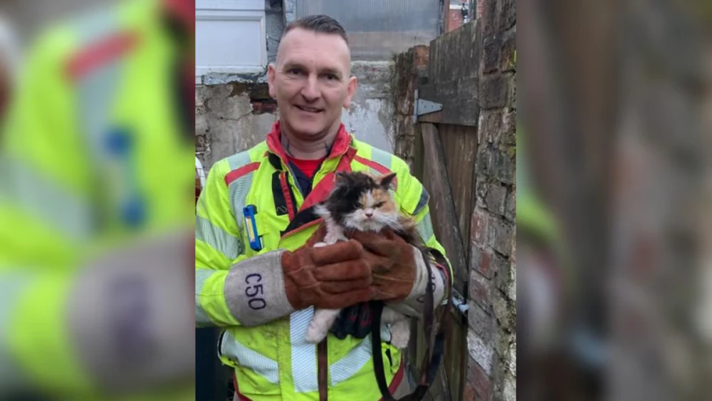 Gato "mal-humorado" viraliza ao ser resgatado por bombeiros