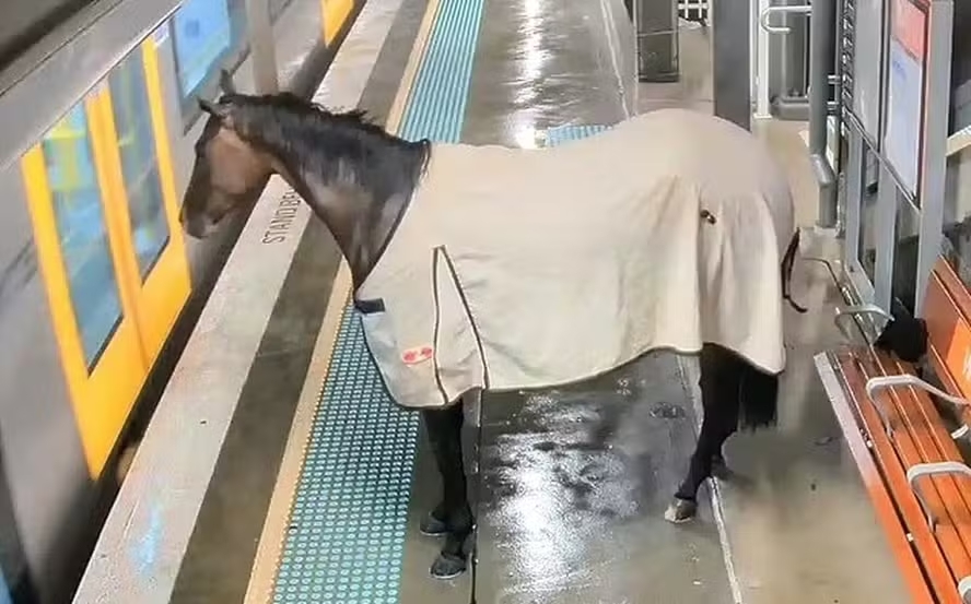 Cavalo invade estação e tenta embarcar em trem na Austrália