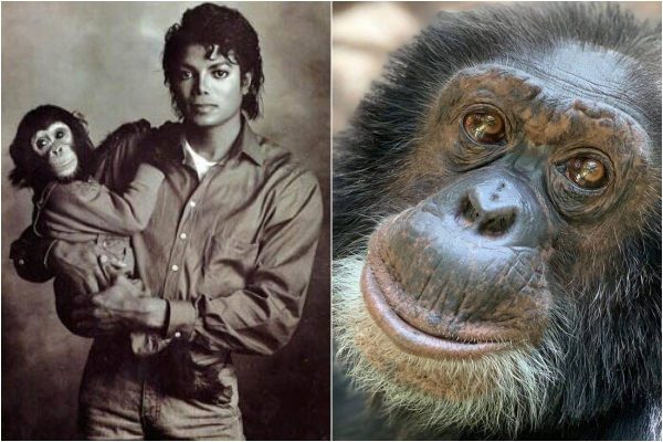 Chimpanzé de Michael Jackson recebe salário de R$ 10,8 mil mensais em abrigo nos EUA