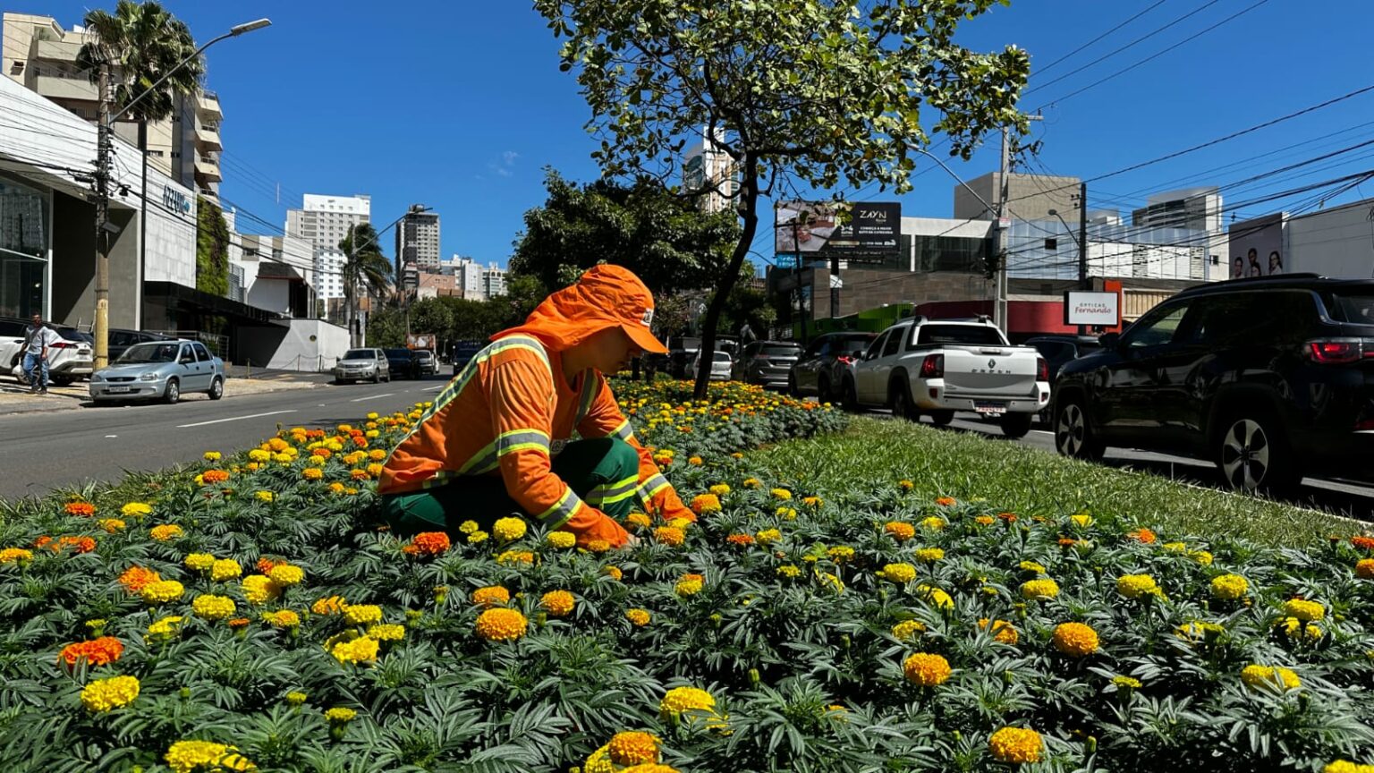 Elogiado pelos goianienses, paisagismo com flores da Avenida 136 será replicado em outras vias da capital (Fotos: Luciano Magalhães)