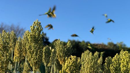 Produção goiana de sorgo deve registrar crescimento de 5,8% este ano, segundo a LSPA (Foto: Enio Tavares)