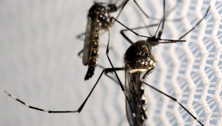 O vírus Chikungunya é transmitido pelo mosquito Aedes aedypti, que também é vetor da dengue e da zika.