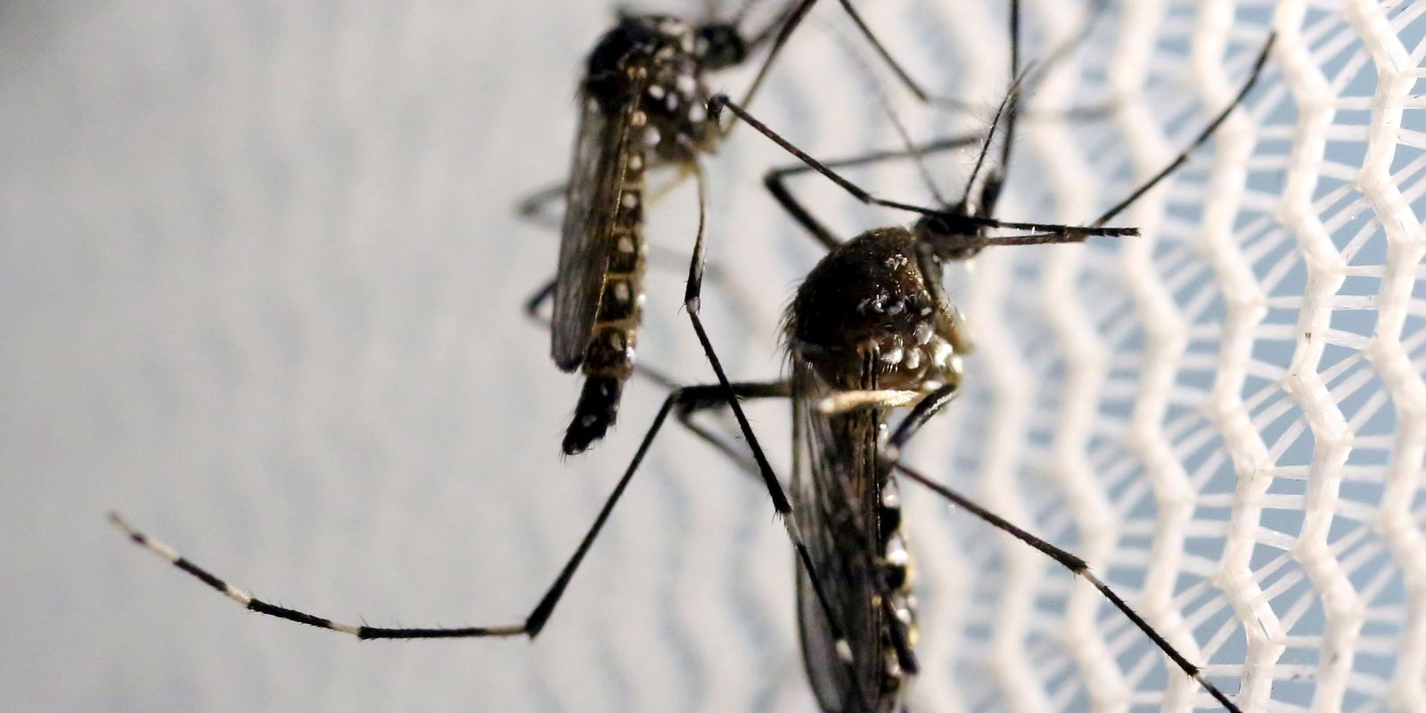 O vírus Chikungunya é transmitido pelo mosquito Aedes aedypti, que também é vetor da dengue e da zika.