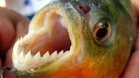 Piranhas foram encontradas nas ruas em Porto Alegre após enchentes no RS