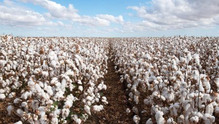 Brasil ultrapassa EUA e já é maior exportador de algodão do mundo