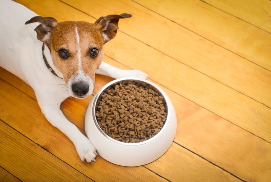 hungry  jack russell  dog behind food bowl   isolated wood background at home and kitchen