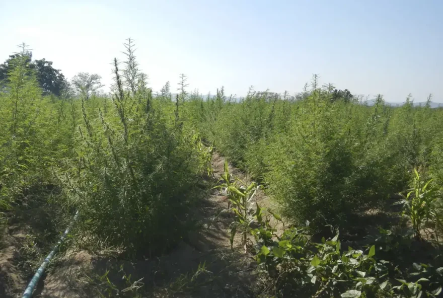 Supremo fixa 40g de maconha para diferenciar usuário de traficante