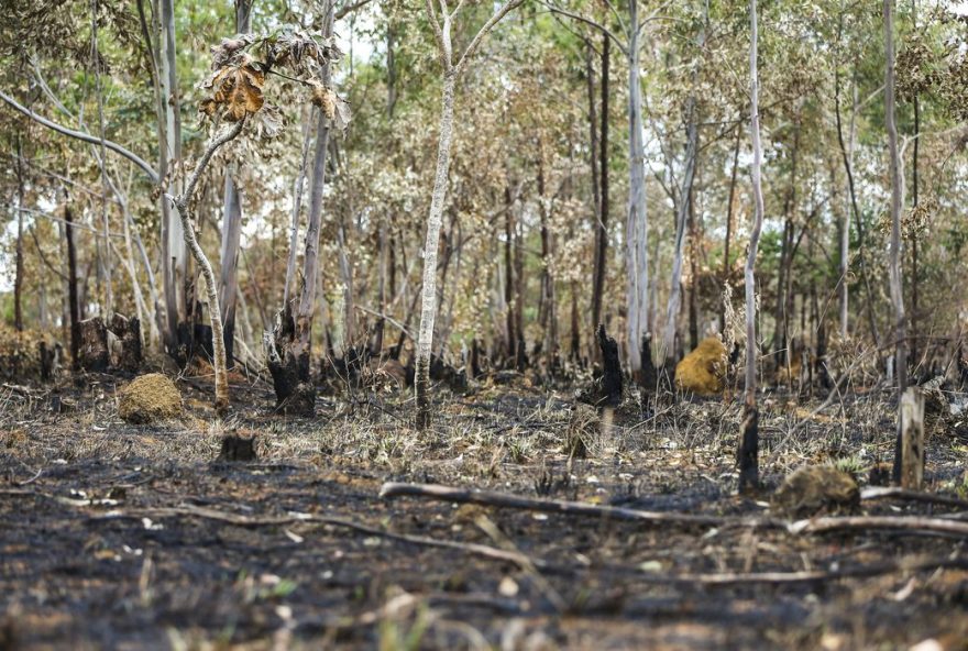 Se nada for feito, um terço do que restou do Cerrado pode ser extinto nas próximas três décadas. (Foto: Marcelo Camargo/Agência Brasil)