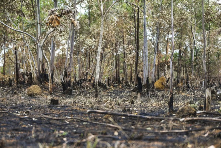 Combate ao desmatamento no Cerrado exige plano específico, alerta WWF