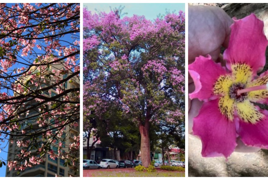 Paineiras de Goiânia embelezam a cidade durante o período de floração