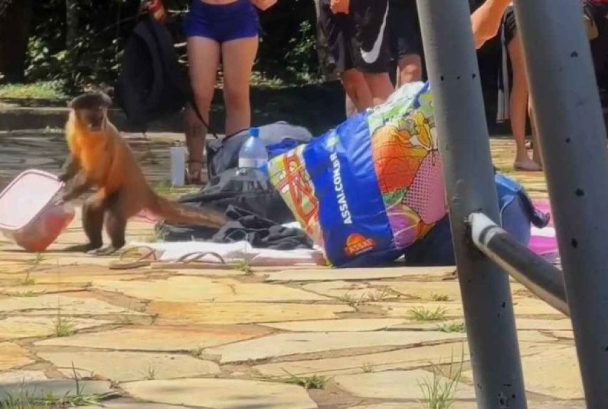 Animais são conhecidos por pegarem os alimentos de visitantes no Parque Nacional Água Mineral. Situação foi filmada por uma das ‘testemunhas’. (Foto: Reprodução)