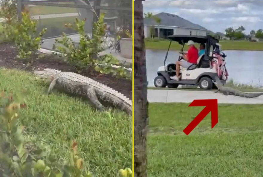 Um vídeo viralizou nas redes sociais neste fim de semana em que é possível ver um jacaré atacando um carrinho de golfe                                 (Foto: Reprodução)