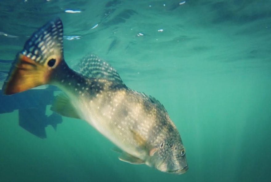 1o-torneio-de-pesca-esportiva-em-caiaque3A-inscricoes-abertas-uberlandia