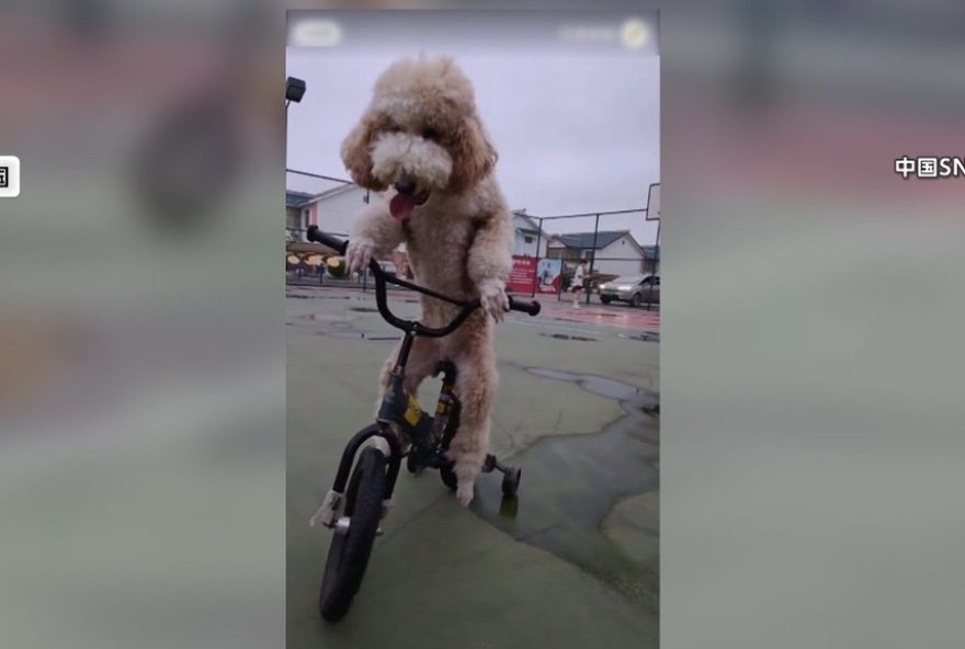 Xu Laifu conquistou os internautas com suas pedaladas (Foto: YouTube/fnnp-hs7mr/Reprodução)