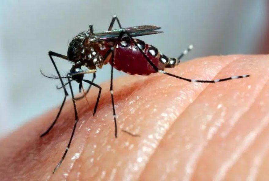 Além de chikungunya, dengue acende alerta para doenças causadas pelo mosquito Aedes.  (Foto: Divulgação/Arquivo Agência Brasil)