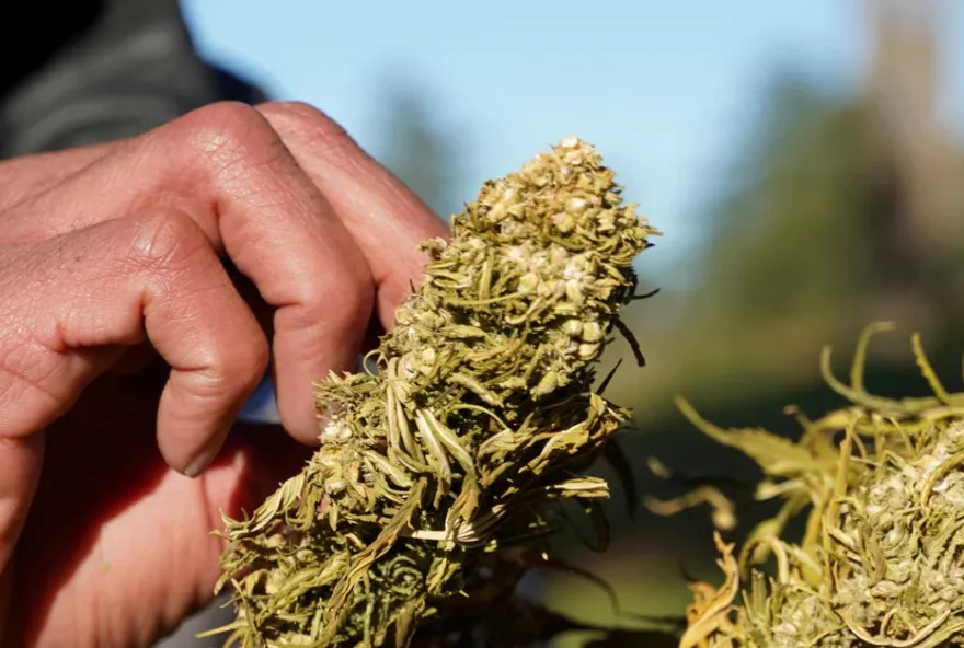 A Anvisa  proibiu a importação da cannabis in natura a partir desta quinta-feira, 20
(Foto: Reprodução/  Stringer/REUTERS)