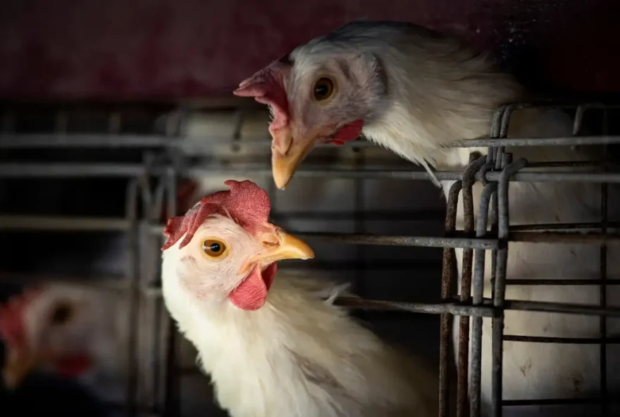 Gripe aviária: Brasil confirma dois focos e investiga seis casos