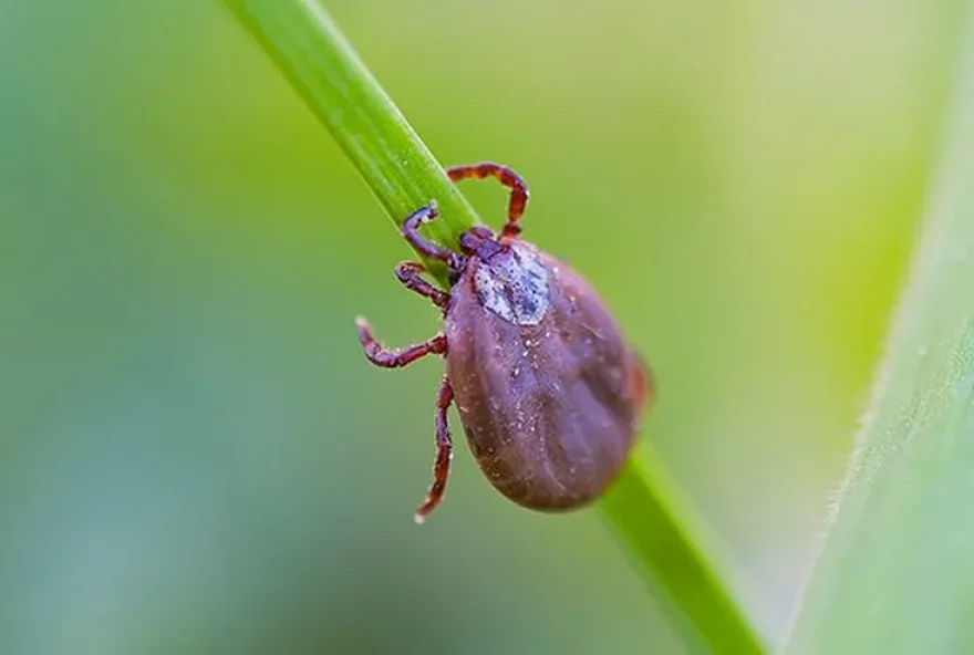 O carrapato-estrela é o principal transmissor da bactéria Rickettsia rickettisii (Foto: Ministério da Saúde/Reprodução)