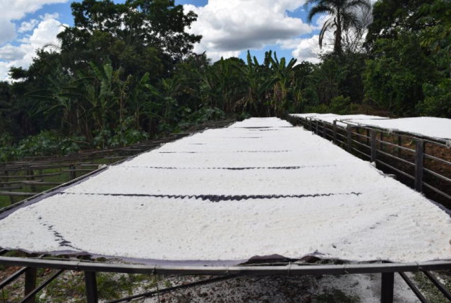 Um dos derivados da mandioca produzido em Goiás pode ser reconhecido como único no Brasil. Processo junto ao INPI ainda neste ano. (Foto: Breno Lobato/Embrapa)