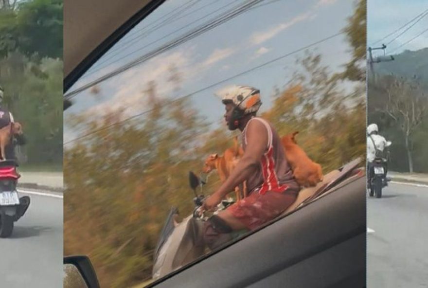22alerta3A-motociclista-leva-cachorros-de-carona-sem-protecao2C-infracao-grave-sujeita-a-multa-e-perda-de-pontos-na-cnh22 22alerta3A-motociclista-leva-cachorros-de-carona-sem-protecao2C-infracao-grave-sujeita-a-multa-e-perda-de-pontos-na-cnh22