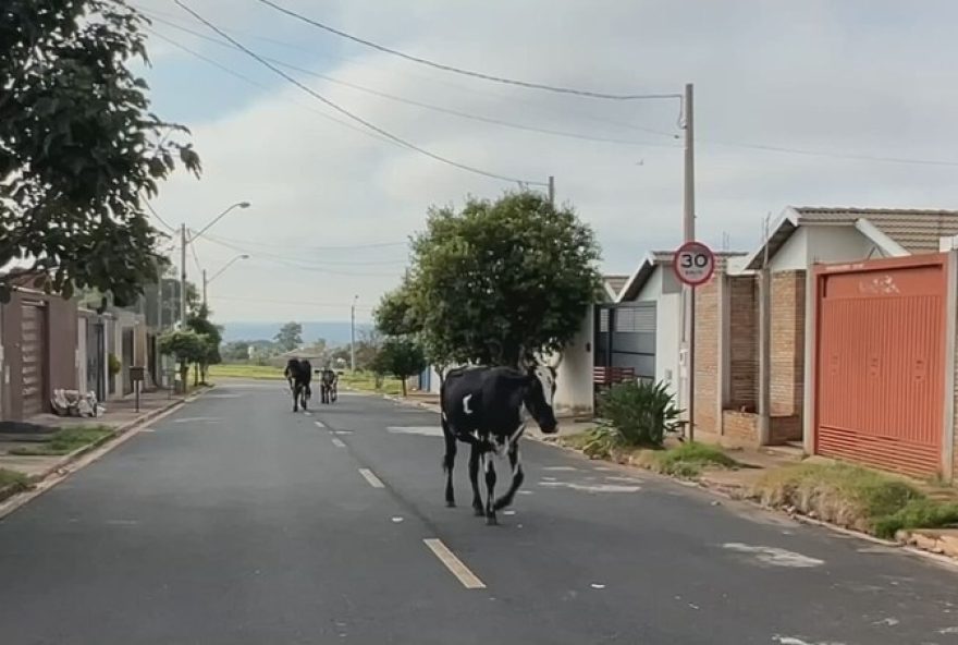 22animais-de-grande-porte-soltos-em-vias-publicas-ameacam-seguranca-em-sao-jose-do-rio-preto22