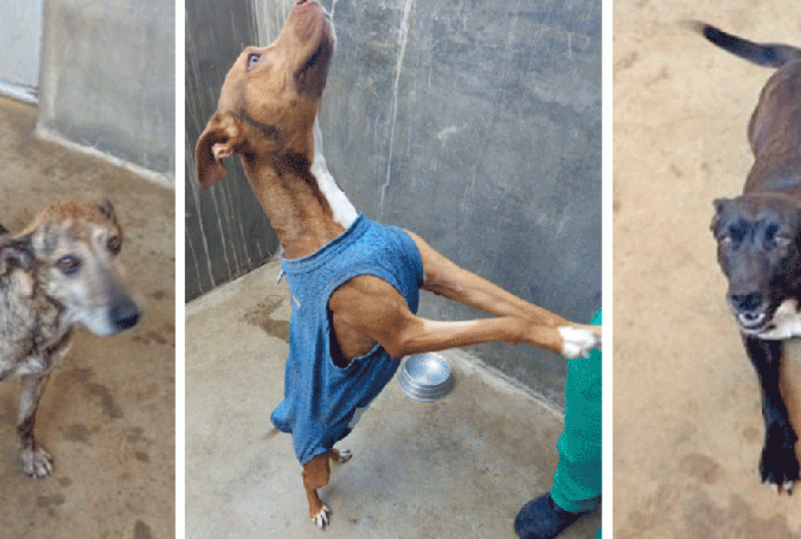 22caes-resgatados-de-casa-de-serial-killer-estao-disponiveis-para-adocao3A-conheca-denis2C-rebeca-e-luna22