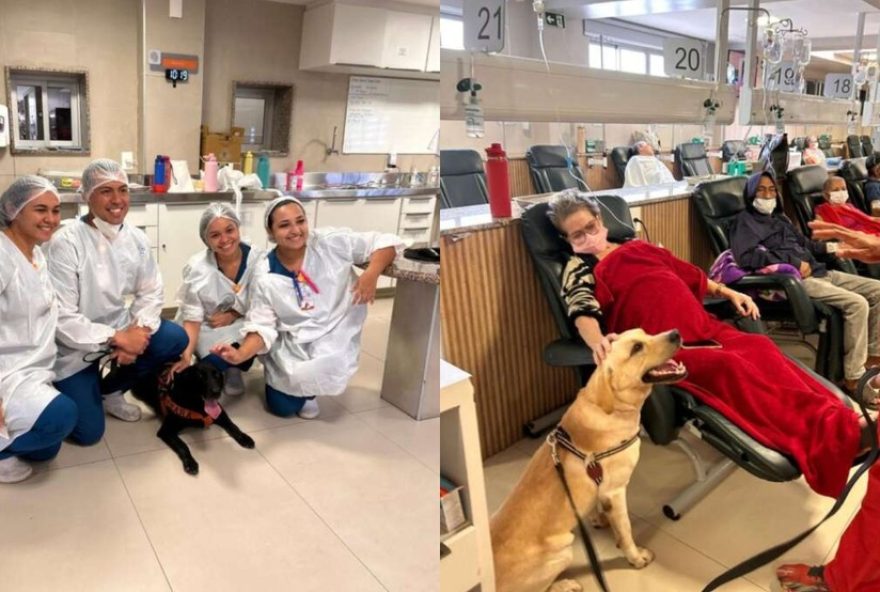 22caoterapia3A-caes-treinados-auxiliam-pacientes-em-tratamento-de-cancer-em-fortaleza22 22caoterapia3A-caes-treinados-auxiliam-pacientes-em-tratamento-de-cancer-em-fortaleza22