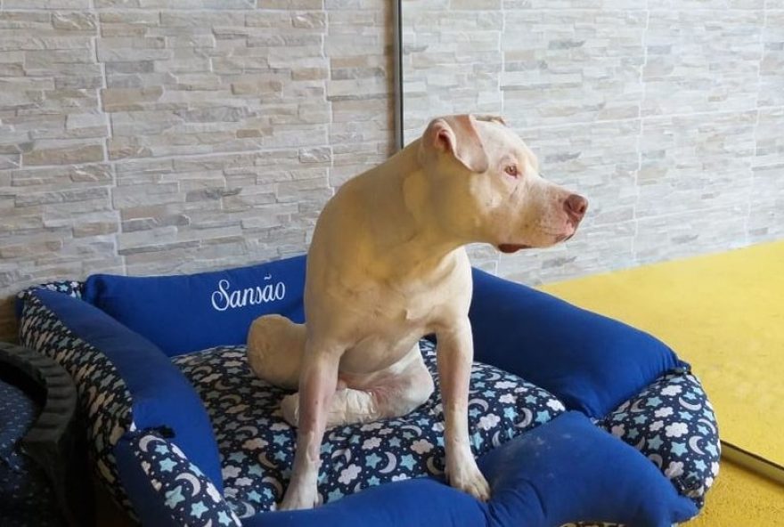 22lei-sansao3A-como-cao-com-patas-decepadas-inspirou-legislacao-contra-maus-tratos-a-animais22 22lei-sansao3A-como-cao-com-patas-decepadas-inspirou-legislacao-contra-maus-tratos-a-animais22