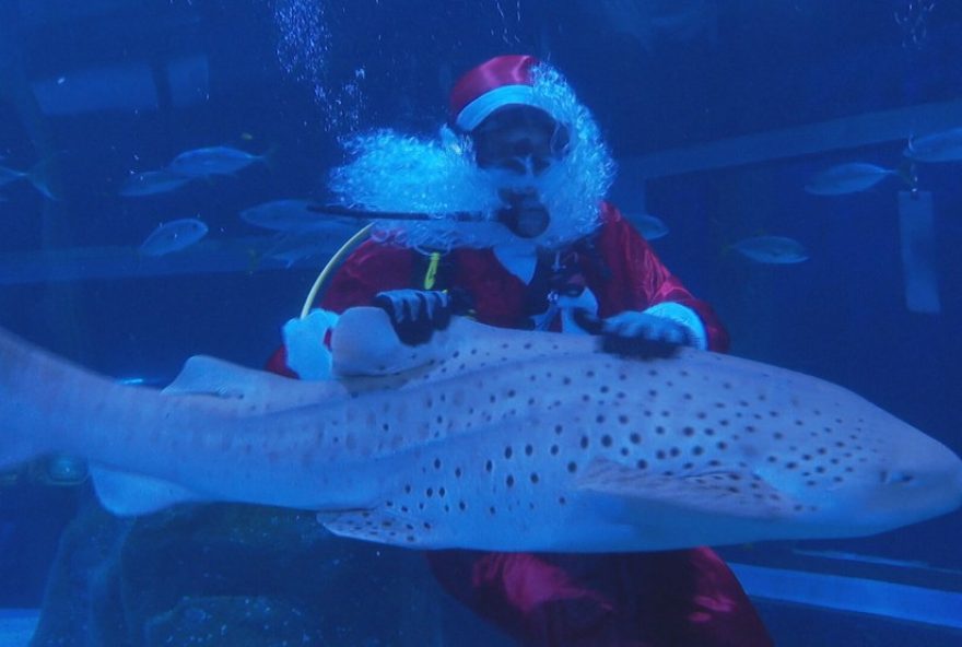 22papai-noel-mergulhador-refresca-se-no-aquario-em-acao-de-natal22 22papai-noel-mergulhador-refresca-se-no-aquario-em-acao-de-natal22