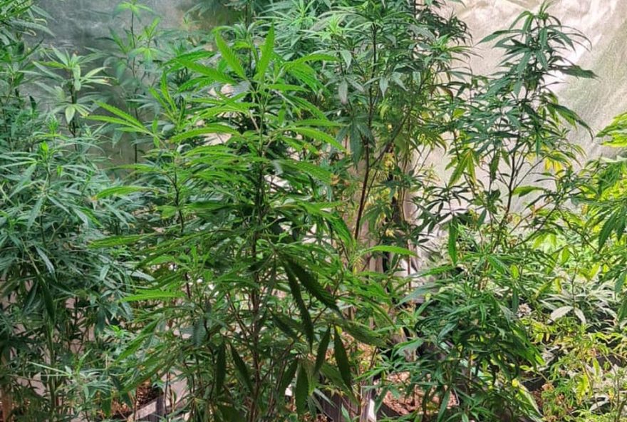 22policia-militar-encontra-estufa-com-120-pes-de-maconha-em-mage3A-plantas-e-armas-falsas-apreendidas22 22policia-militar-encontra-estufa-com-120-pes-de-maconha-em-mage3A-plantas-e-armas-falsas-apreendidas22