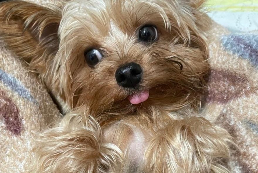 22projeto-veterinario-mirim-conscientiza-criancas-sobre-cuidado-animal-em-mg22