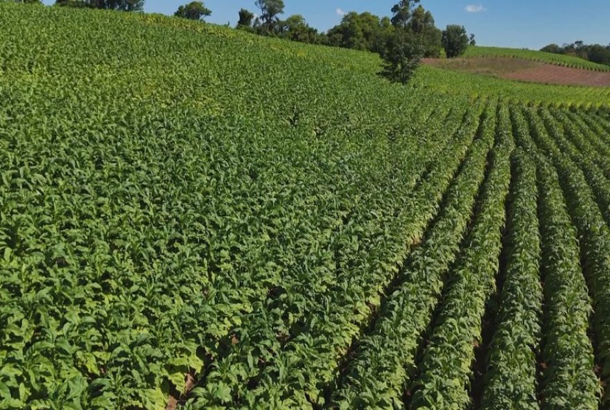 22tarifaco-dos-eua-coloca-em-risco-colheita-de-tabaco-no-rs-em-202522