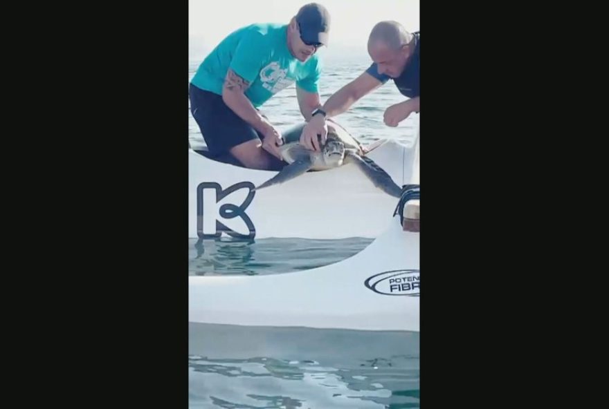 22tartaruga-resgatada-na-baia-de-guanabara-por-remadores-herois22