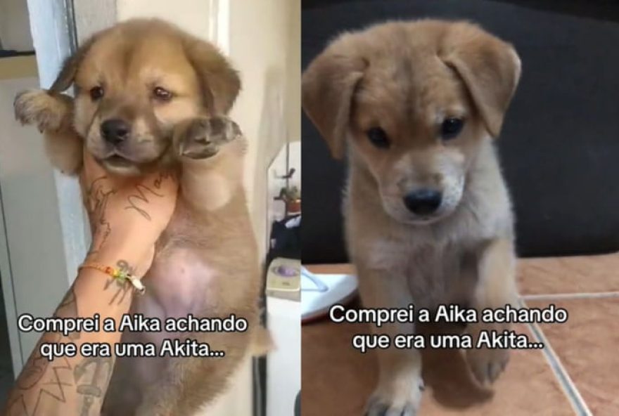 22tutora-adota-cachorro-pensando-ser-akita2C-mas-revelacao-surpreendente-emociona22