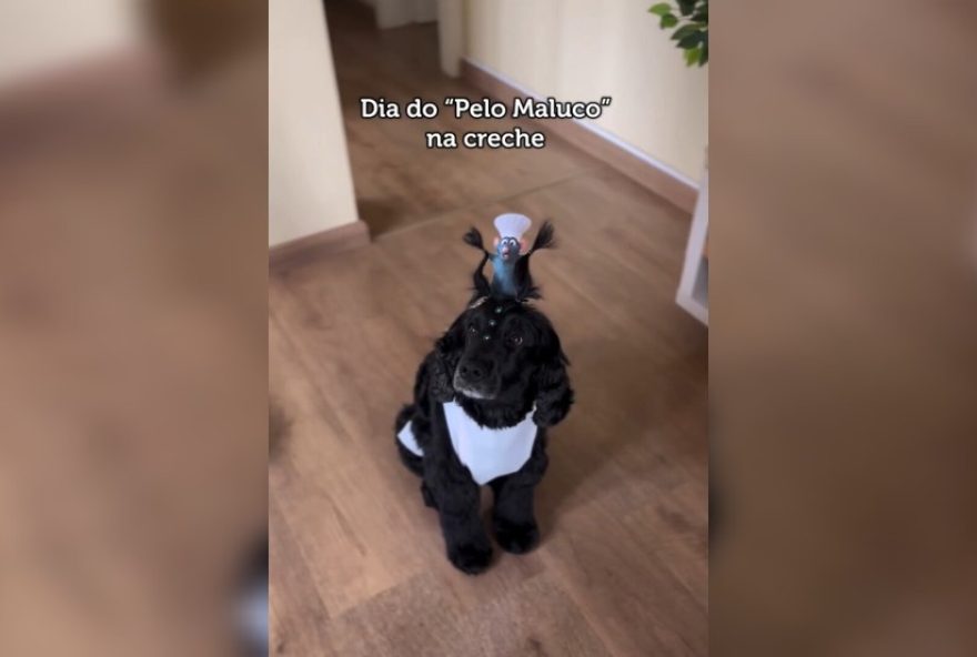 22tutora-surpreende-ao-criar-penteado-inspirado-em-ratatouille-para-cadela-e-viraliza22 22tutora-surpreende-ao-criar-penteado-inspirado-em-ratatouille-para-cadela-e-viraliza22