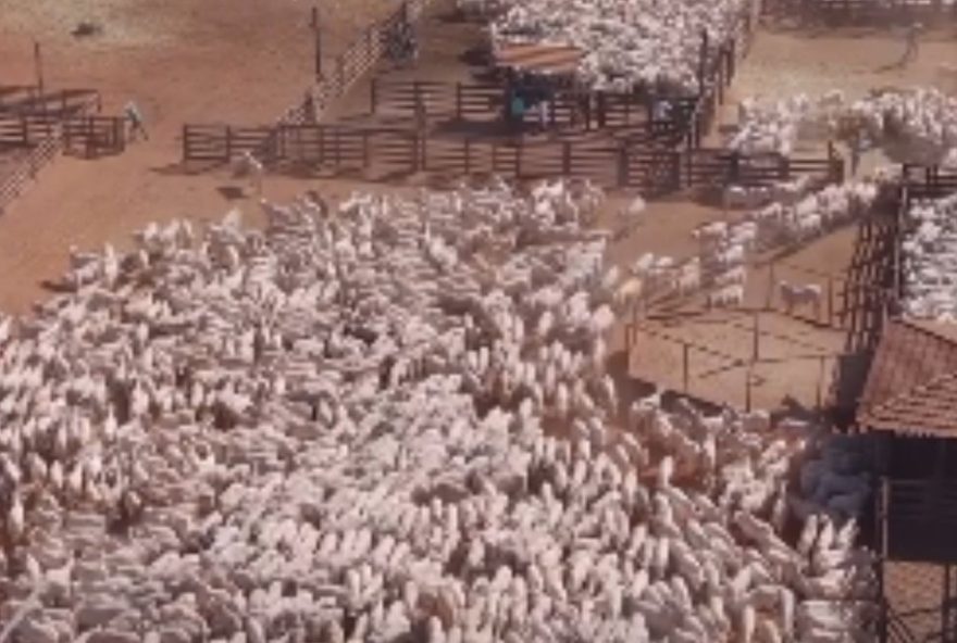 22video-impressionante-de-mais-de-2-mil-bois-indo-para-o-curral-movimenta-redes-sociais-e-desperta-saudades-do-campo3A-conheca-detalhes22