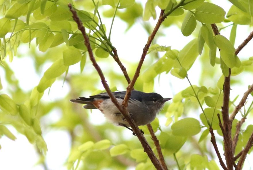 27-novas-especies-de-passaros-identificadas-no-parque-do-mirador-em-20243A-a-aguia-cinzenta-e-o-arapacu-do-nordeste