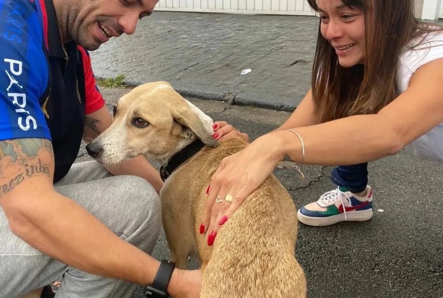 Pandora, cachorra é encontrada após 45 dias desaparecida, em São Paulo