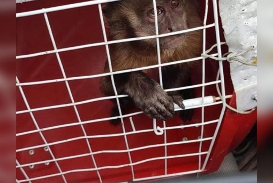 Vídeo: Macaco flarado amolando faca no interior do Piauí é resgatado por agentes do Ibama