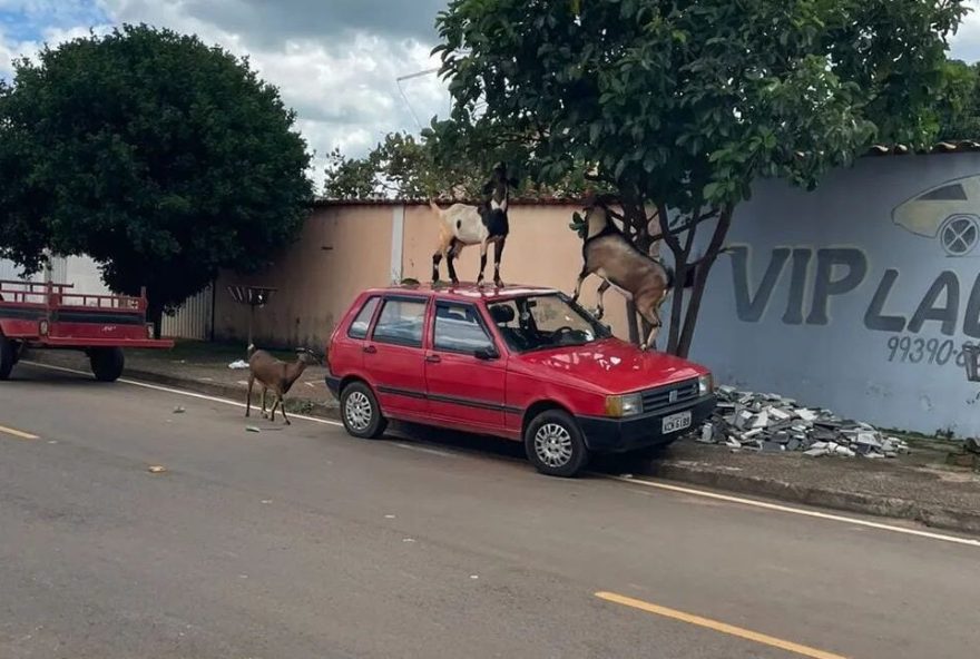 Bodes em cima de carro estacionado. (Foto: Reprodução/Rota Policial)