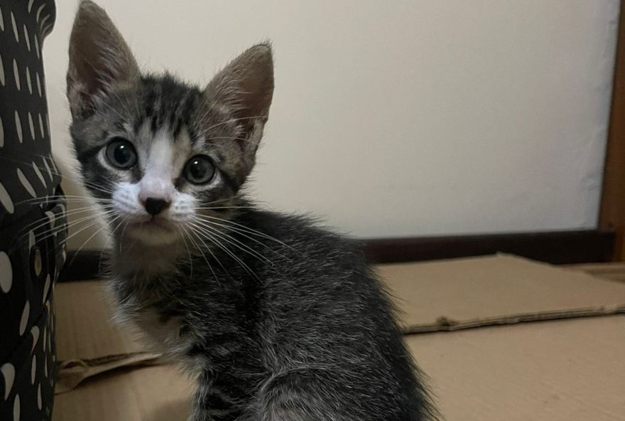 Evento de adoção de cães e gatos acontece no sábado, 17, no Shopping Cerrado