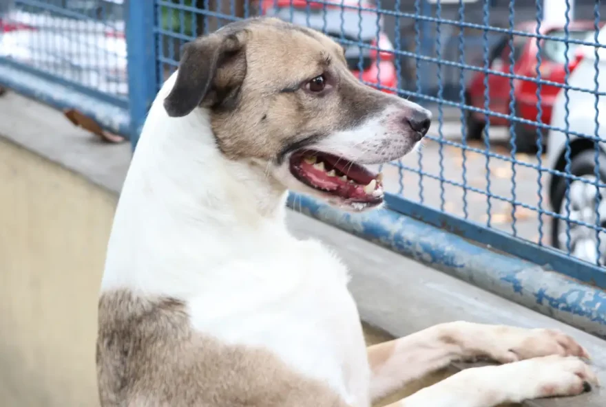 Saiba quais são os riscos do Chocolate para Cães; veterinária explica 