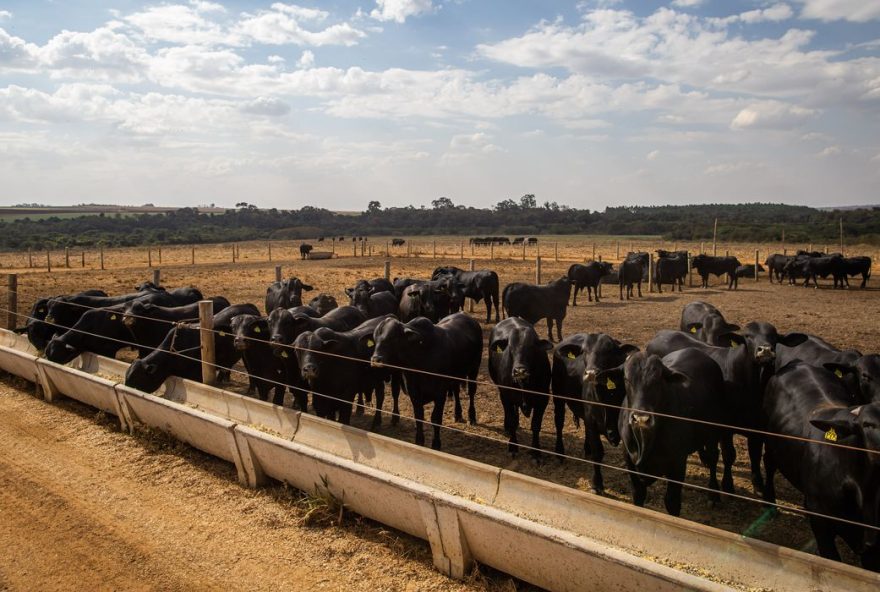 Produtos de origem animal, como leite de vaca, ovos de galinha e mel de abelha ajudaram a pecuária brasileira a atingir recordes no ano passado.
(Foto: Reprodução/ Agência Brasil)