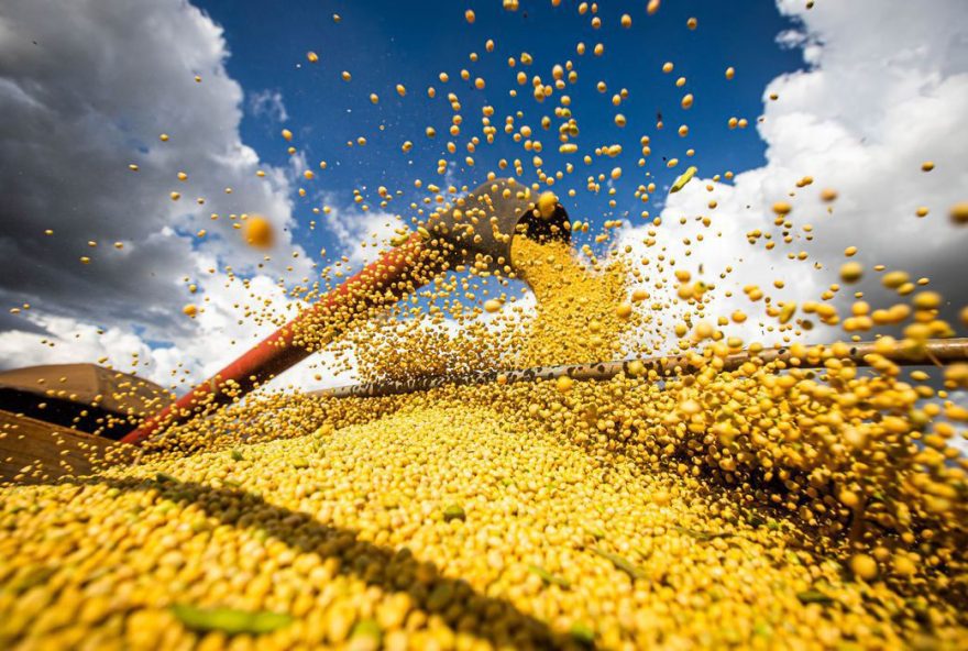 Crescimento será superior a 24%, diz Ministério da Agricultura
(Foto: Agência Brasil)