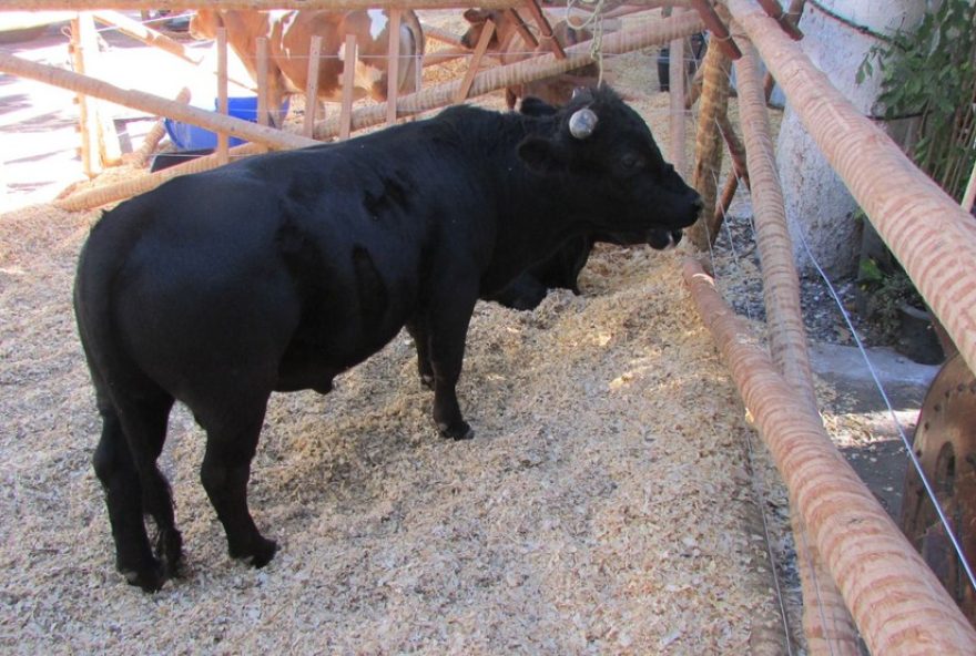 51a-expomontes3A-inscricoes-abertas-para-a-minifazenda-da-feira