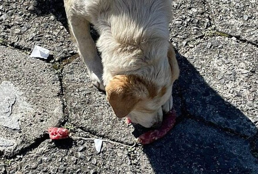 Vídeo: Cachorro é flagrado 