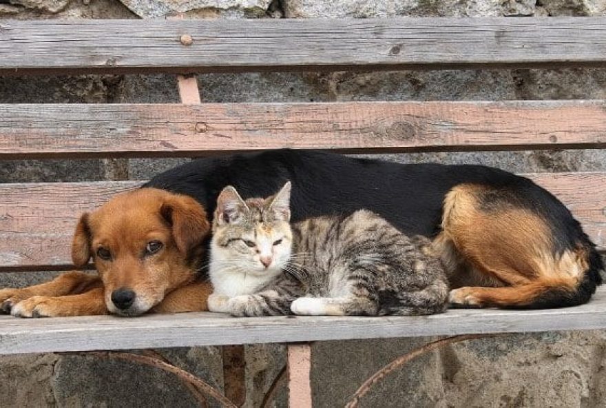 Câmara de Goiânia aprova projeto para alimentar animais de rua