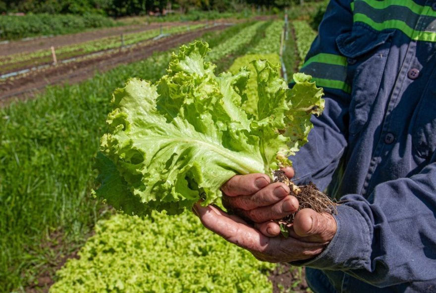 Produtores rurais são chamados a atualizarem Cadastro Nacional da Agricultura Familiar (CAF). (Foto: Reprodução)