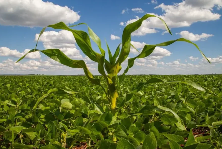 Agência Goiana de Defesa Agropecuária (Agrodefesa) alerta sobre a necessidade de destruir a tiguera do milho para prevenir enfezamentos causados pela cigarrinha do milho. (Foto: Divulgação/Bayern)