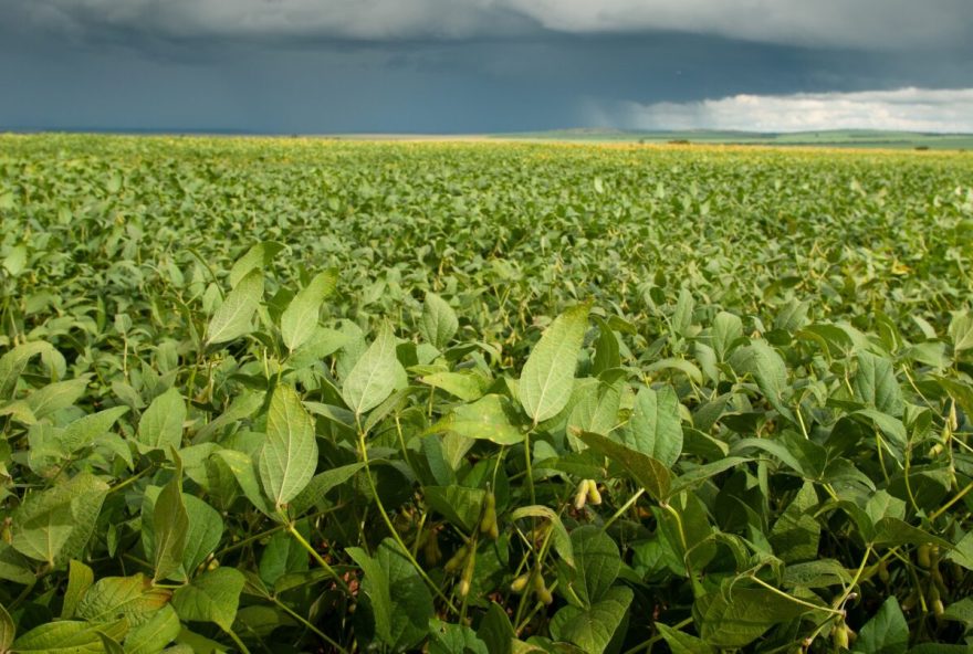 Avanços da defesa agropecuária goiana, potencial econômico e um setor agropecuário forte contribuiram para que Goiás seja o primeiro estado do Centro-Oeste a sediar o evento (Foto: Ênio Tavares)